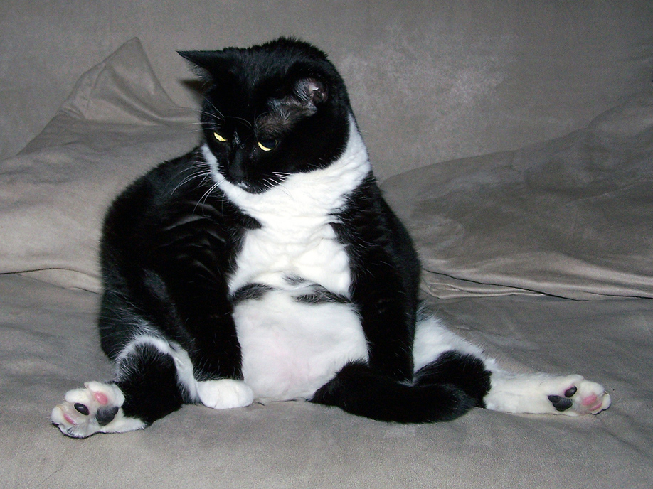 Un chat ayant boulotté un peu trop d'actualité (Liz/Flickr/CC-BY-NC-ND)