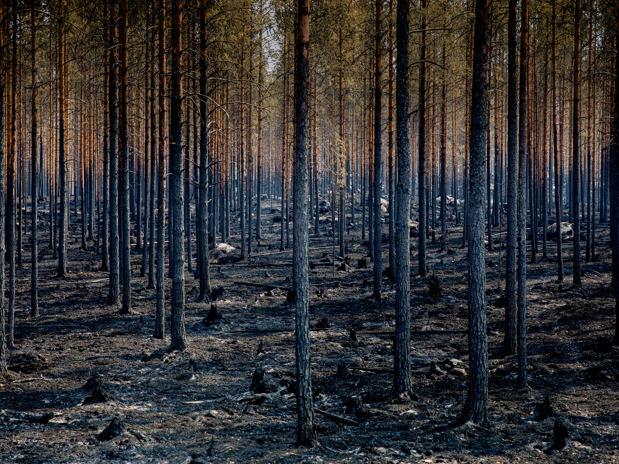 Изм лес. Изменение климата и лес. Изменение климата лесов. Климат в лесу. Лес бывает без деревьев.